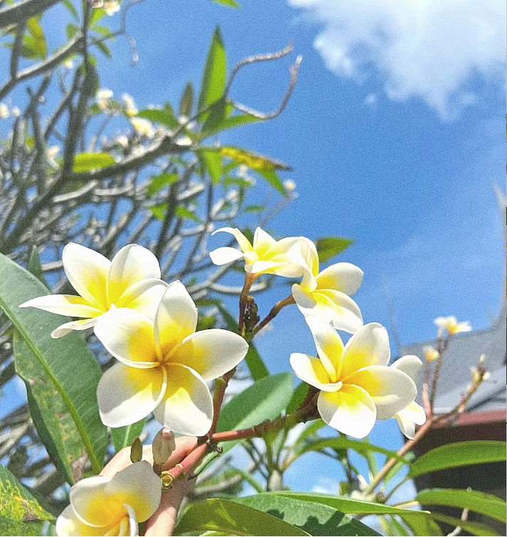💛 Plumeria Seeds Limited-Time Sale! Create Your Summer Garden