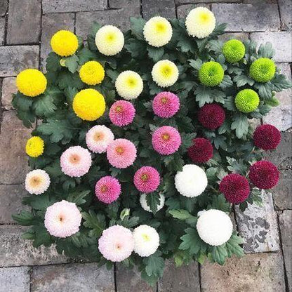 20 colorful ping pong chrysanthemum seeds