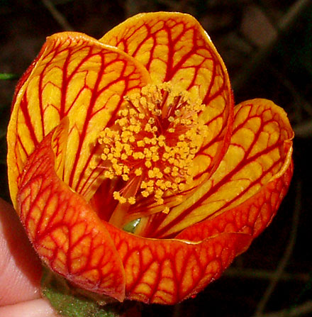 Abutilon Pictum Seeds