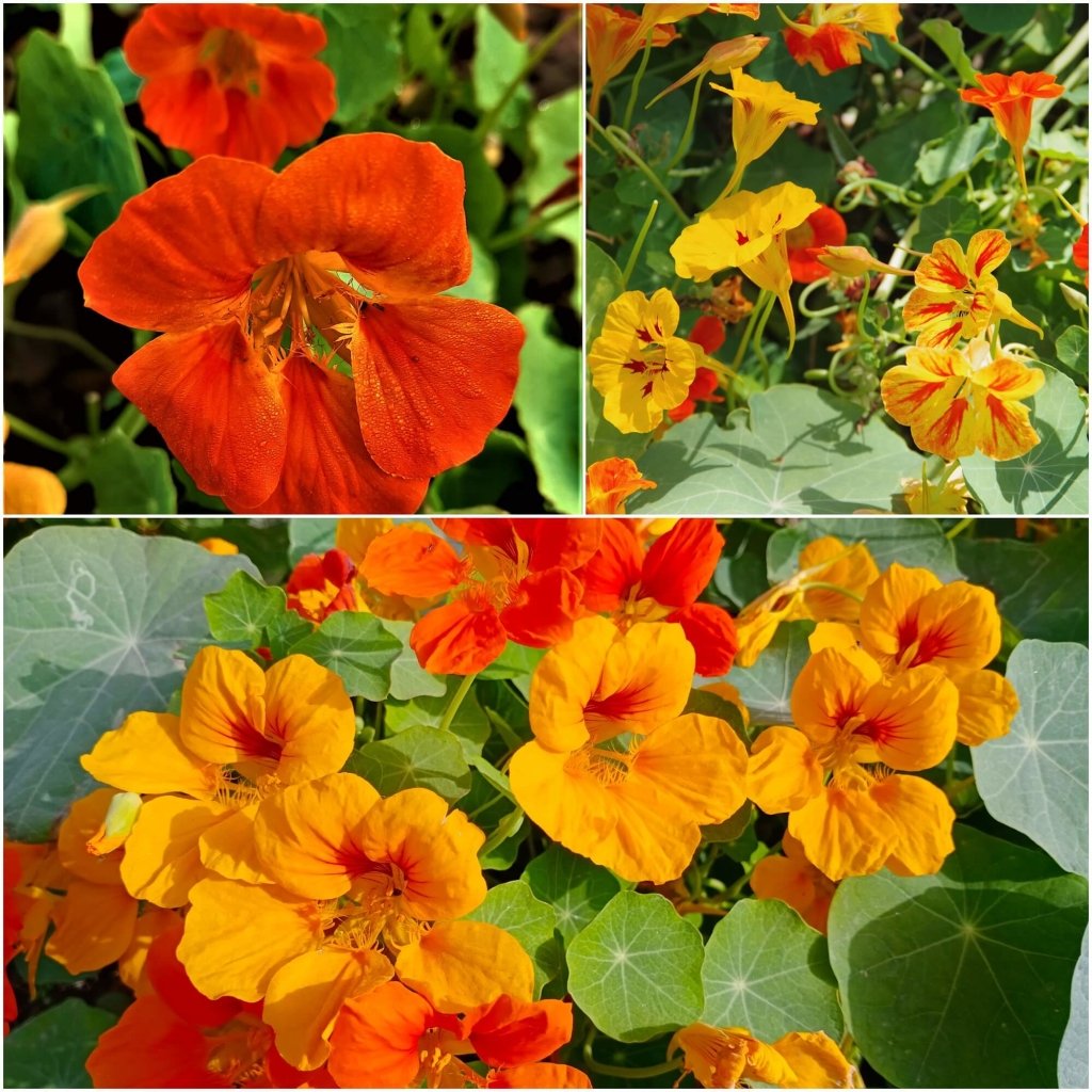 Nasturtium Seeds– Edible Flower for Salads & Garden Color🌼