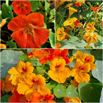 Nasturtium Seeds– Edible Flower for Salads & Garden Color🌼