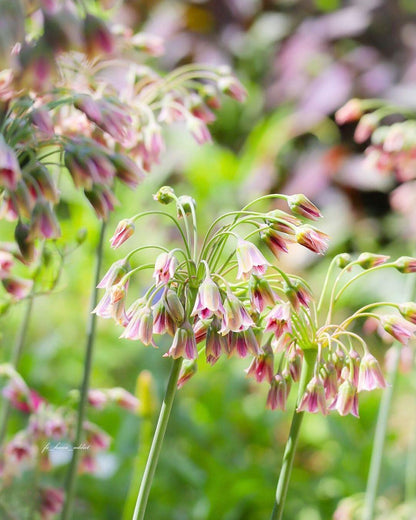 Sicilian Honey Garlic (Bee Lily) Seeds