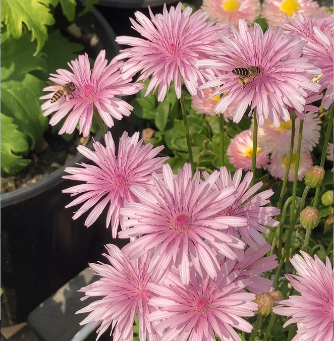 Peach-Colored Dandelion Seeds