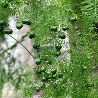 🌿 Asparagus Fern Seeds – Elegant, Lush Greenery for Any Space! 🌿✨
