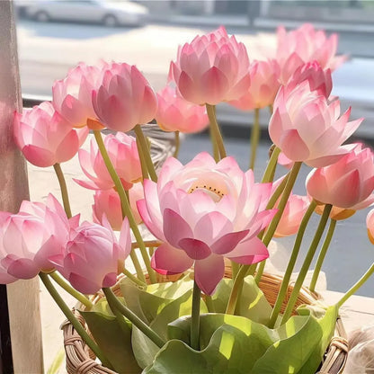 🌸LAST DAY Promotion 50% OFF🌸 Hydroponic Lotus 🌸 | Fresh, Simple & Beautiful(🌱Survival Guaranteed: Free Replacements🌿)