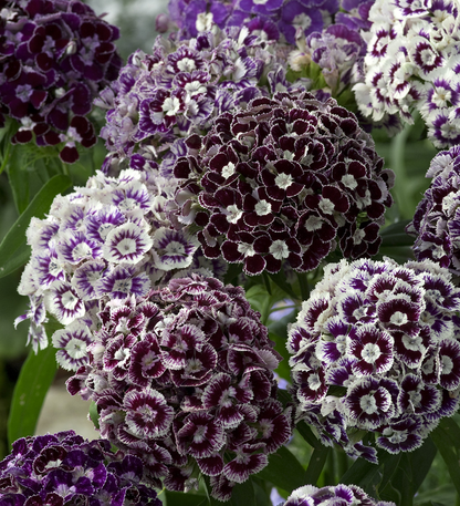 Dianthus Corona Mixed Seeds