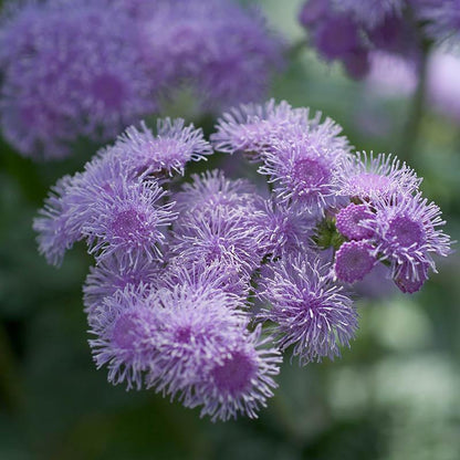 Ageratum Aloha Blue F1