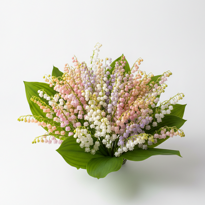 Lily of the Valley Bulbs