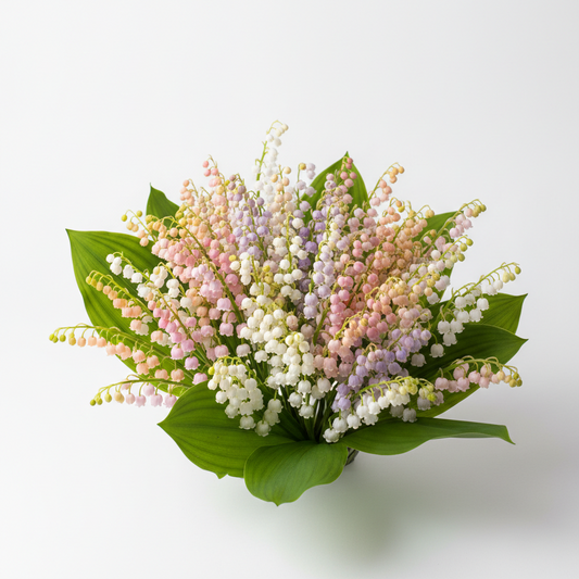Lily of the Valley Bulbs