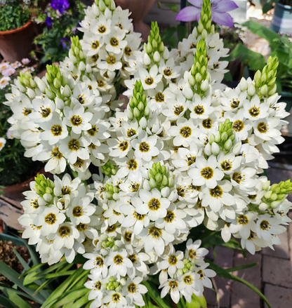 Ornithogalum 'Sonoran White'