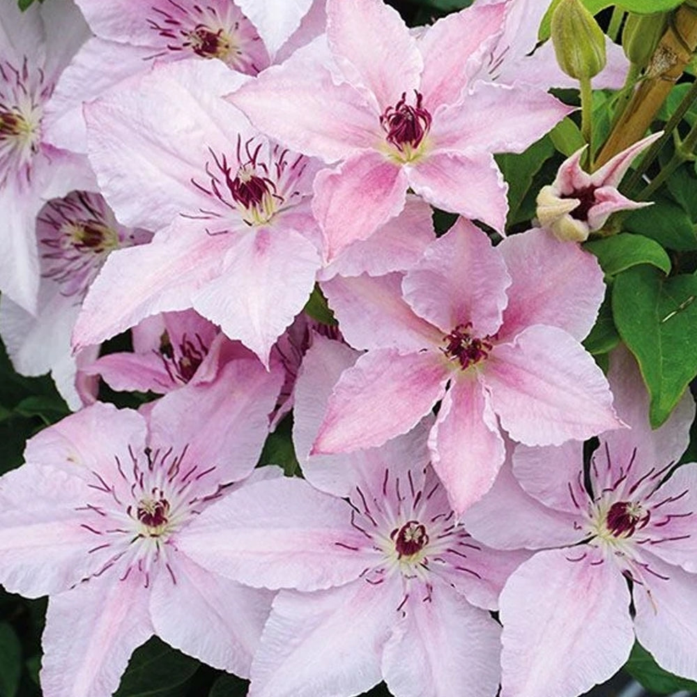 Clematis Seeds