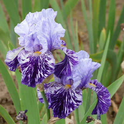 Iris germanica 'Millennium Falcon'