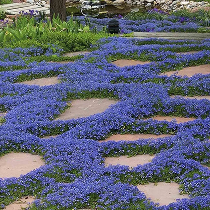 ✨Creeping Thyme Seeds for Four Seasons🏡Create Your Perfect Lawn Here🌼