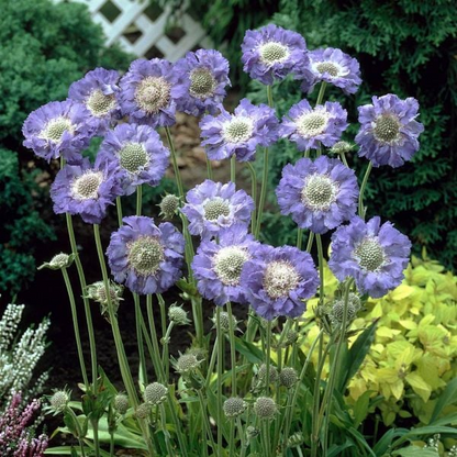 Scabiosa Comosa Seeds
