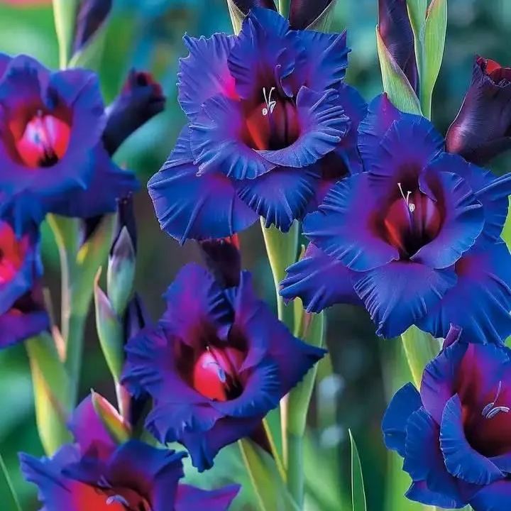 Rainbow Gladiolus Corms🌺