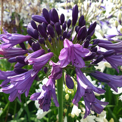 Agapanthus africanus 'Poppin Purple'