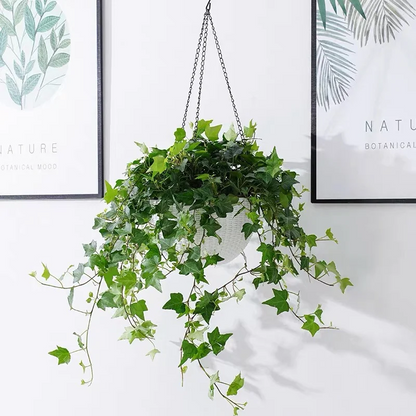 🌿Elegant Weeping Vines·Ivy-Loyalty, Friendship