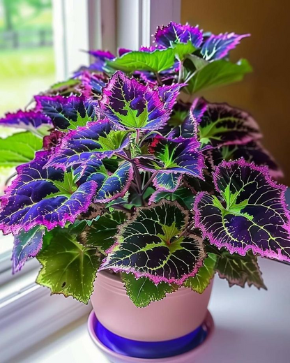 🌿Frost-Resistant Rare Color Coleus – Brighten Your Space with Unique Foliage 🌿
