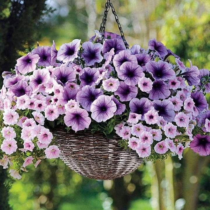 🌸Petunia Seeds