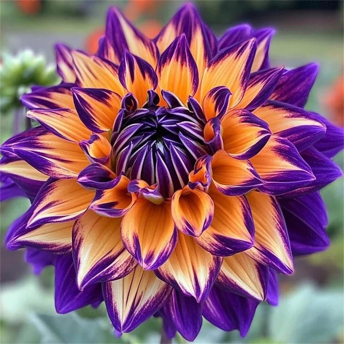 Rare Double Dahlias – Bold Blooms Ordinary Gardens Never Have