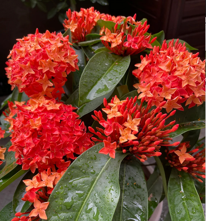Dragon Boat Flower Seeds