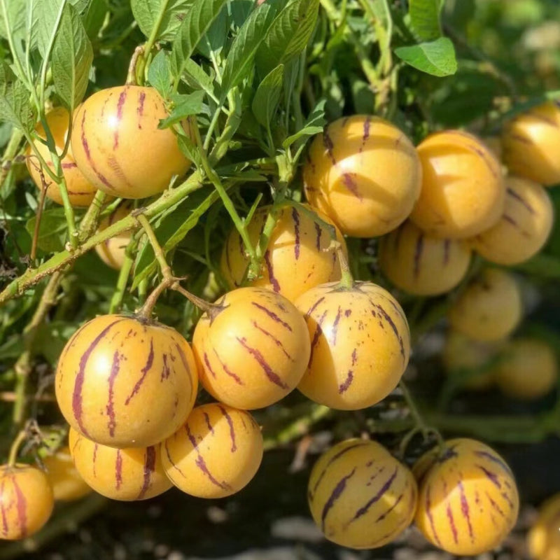 🍈Pepino Seeds Ginseng Fruit Seeds