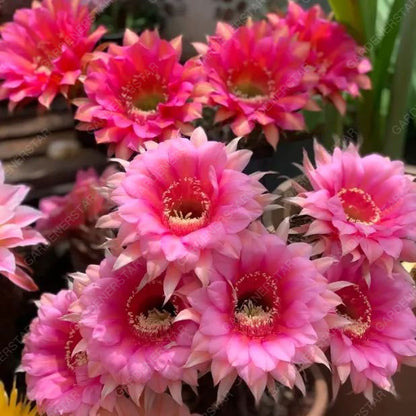 Prickly Pear🌺Flowering Varieties