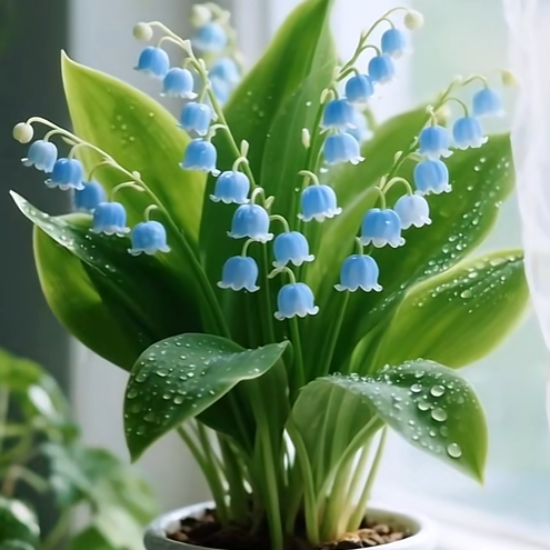 💐Lily of the Valley—Happiness Arrives