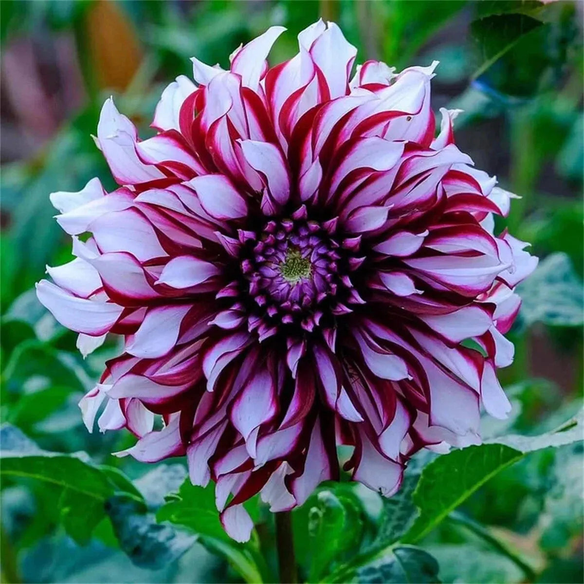 🌺 Rare Double Dahlia Bulbs – Stunning Full Blooms for Your Garden