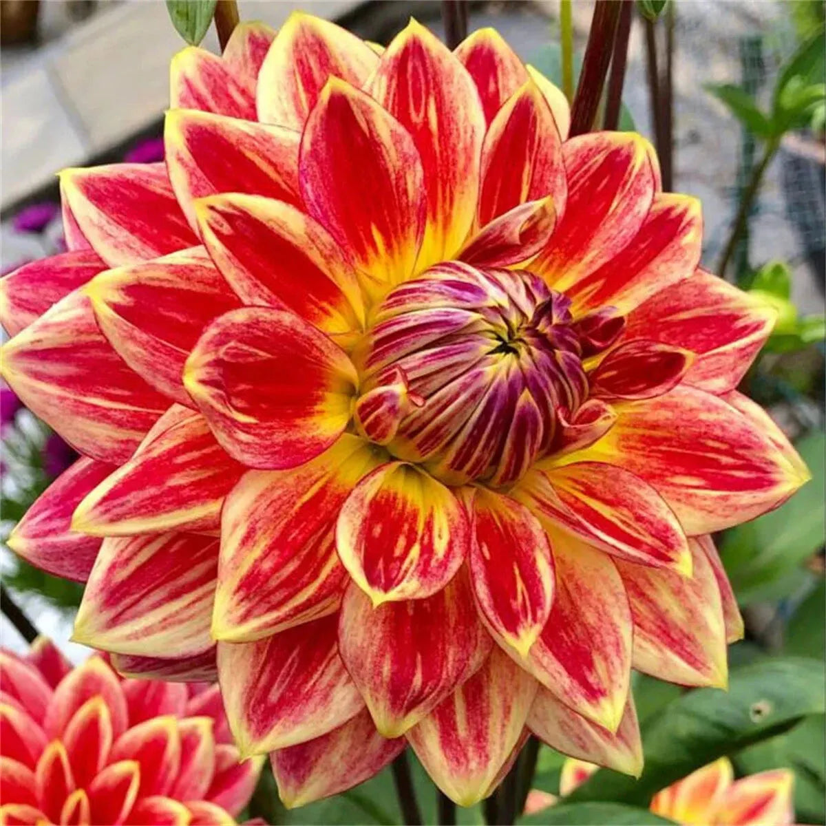 🌺 Rare Double Dahlia Bulbs – Stunning Full Blooms for Your Garden
