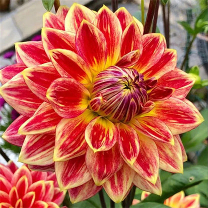 🌺 Rare Double Dahlia Bulbs – Stunning Full Blooms for Your Garden