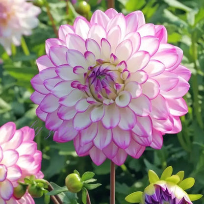 🌺 Rare Double Dahlia Bulbs – Stunning Full Blooms for Your Garden
