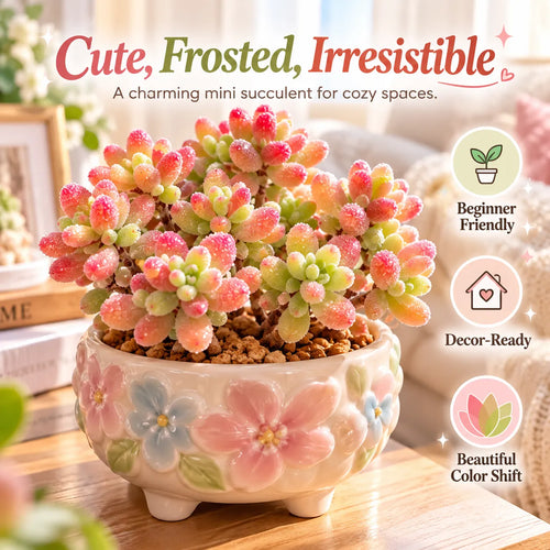 💎 Rice Crystal Succulent – Tiny Diamonds, Blush-Red Beauty 💎