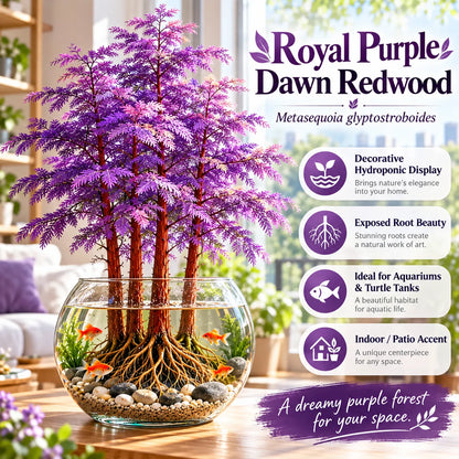 🌿 Hydroponic Dawn Redwood Bulbs - Metasequoia glyptostroboides