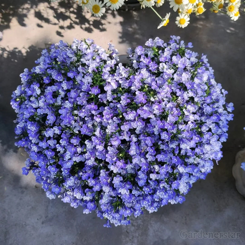 🌈Optimal Carpet Plant✨Creeping Lobelia Erinus Seeds