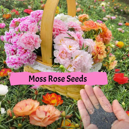 🌹Moss Rose—Immortal Flower