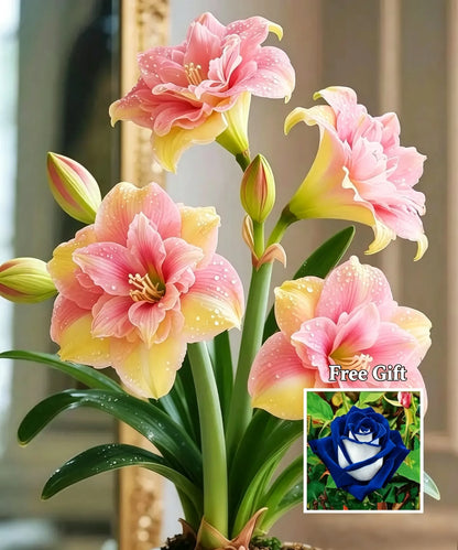 🌺 Amaryllis Bulbs– Dramatic Blooms, Effortless Grace! 🌿✨