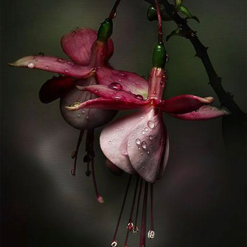 🌼Lantern Flower