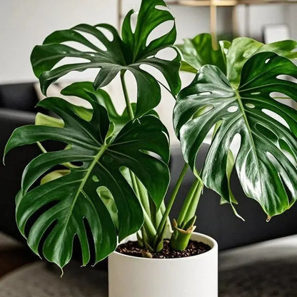 🌿Get Your Monstera Bulbs Today 🌿Effortless Green Living.
