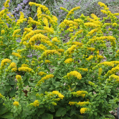 Autumn Magic Pollinator Collection