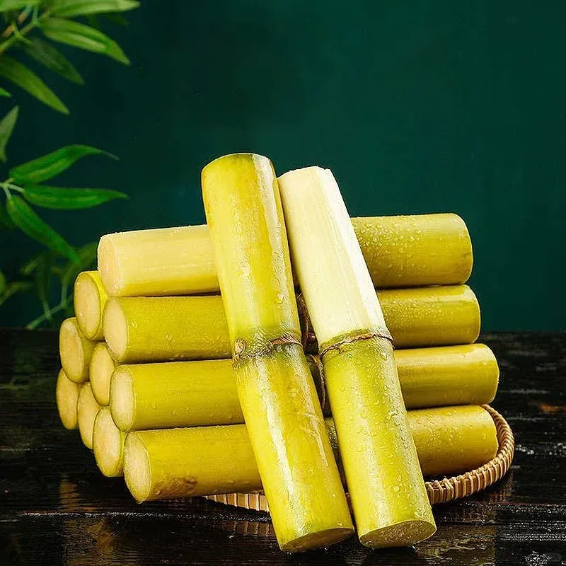 🌱 High-Yield Sugarcane Seeds – Grow Sweet Sugarcane at Home