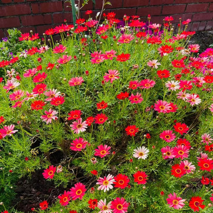 Small Daisies - Multi-color Flower Seeds
