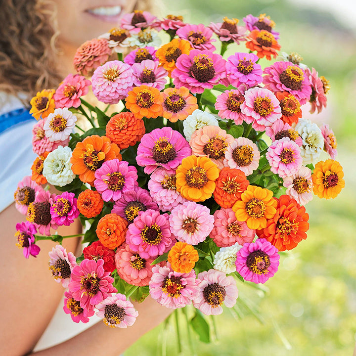 🌺Double Dwarf Zinnia Seeds