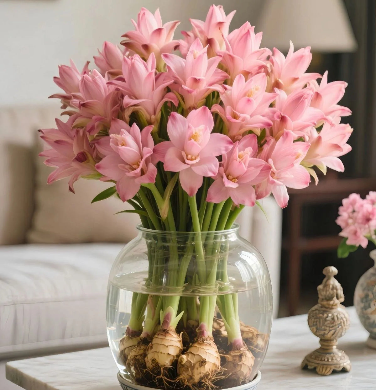 🌷 Siam Tulip – Ginger Roots, Tropical Blooms! ✨ Curcuma alismatifolia Gagnep