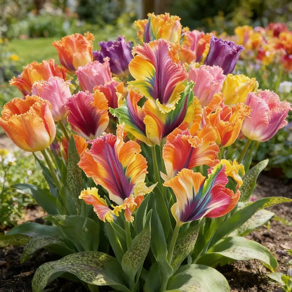 🌷Colorful Parrot Tulip Bulbs—The Rarest Tulip In The World