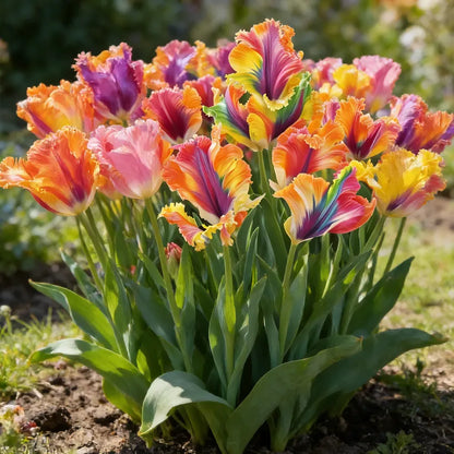 🌷Colorful Parrot Tulip Bulbs—The Rarest Tulip In The World
