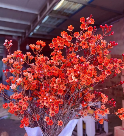 Australian Wintersweet Seeds