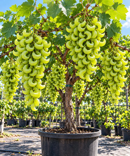 🍇 Rare Crescent Moon Grapes – Grow Stunning Moon-Shaped Grapes at Home!