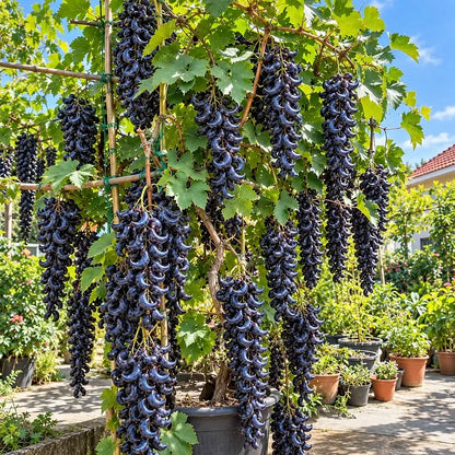 🍇 Rare Crescent Moon Grapes – Grow Stunning Moon-Shaped Grapes at Home!
