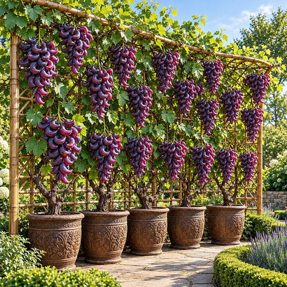 🍇 Rare Crescent Moon Grapes – Grow Stunning Moon-Shaped Grapes at Home!